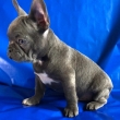 Gorgeous Frenchies Ready For Rehoming